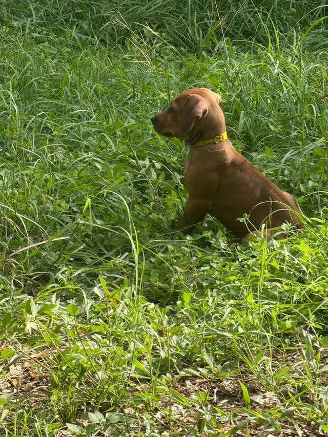 Happy Healthy Rhodesian Ridgeback Puppies media 14