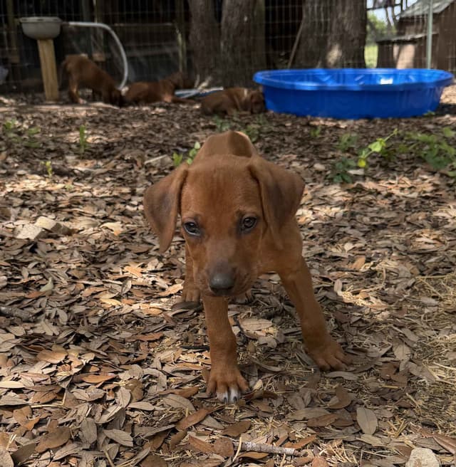 Beautiful Rhodesian Ridgeback Puppies media 15