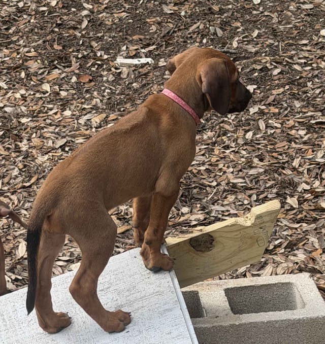 Beautiful Rhodesian Ridgeback Puppies media 16