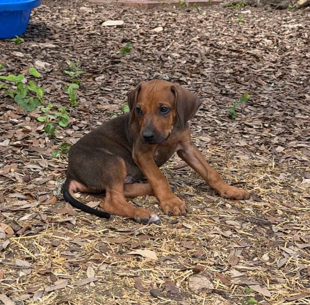 Beautiful Rhodesian Ridgeback Puppies media 19