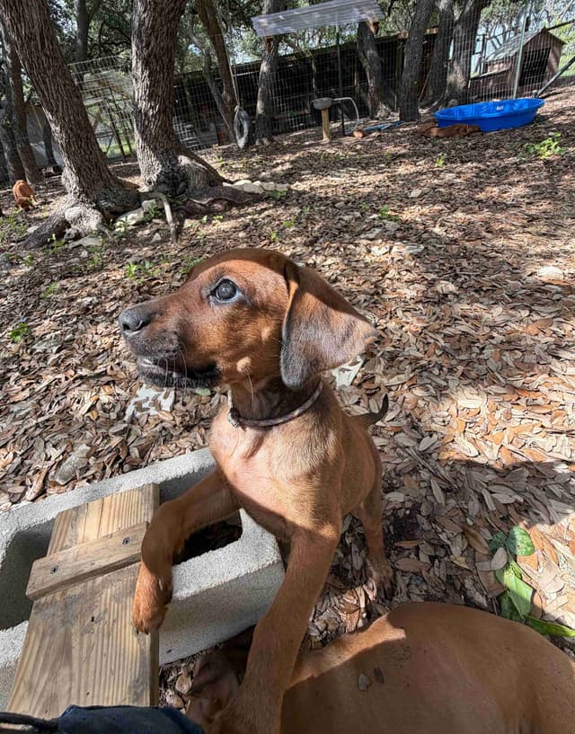 Beautiful Rhodesian Ridgeback Puppies media 25