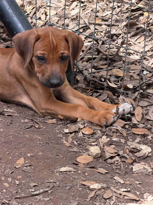 Beautiful Rhodesian Ridgeback Puppies media 21
