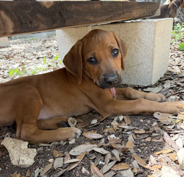 Beautiful Rhodesian Ridgeback Puppies media 8