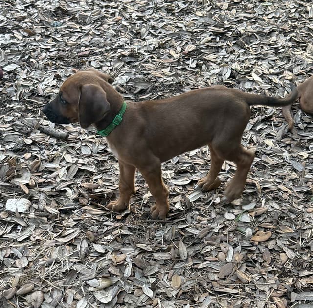 Beautiful Rhodesian Ridgeback Puppies media 5