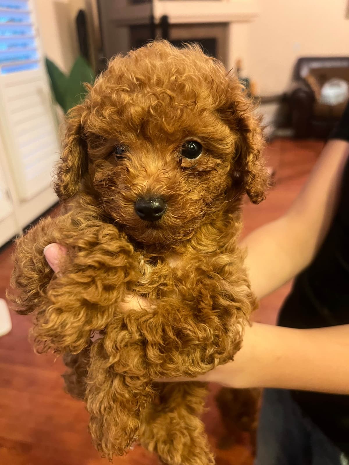 Poodle Puppies breeder image 1