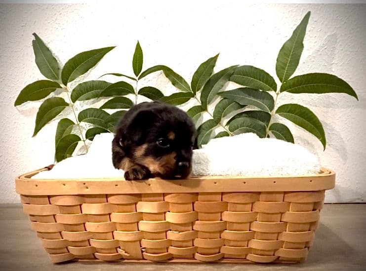 Rottweiler Puppies breeder image 2