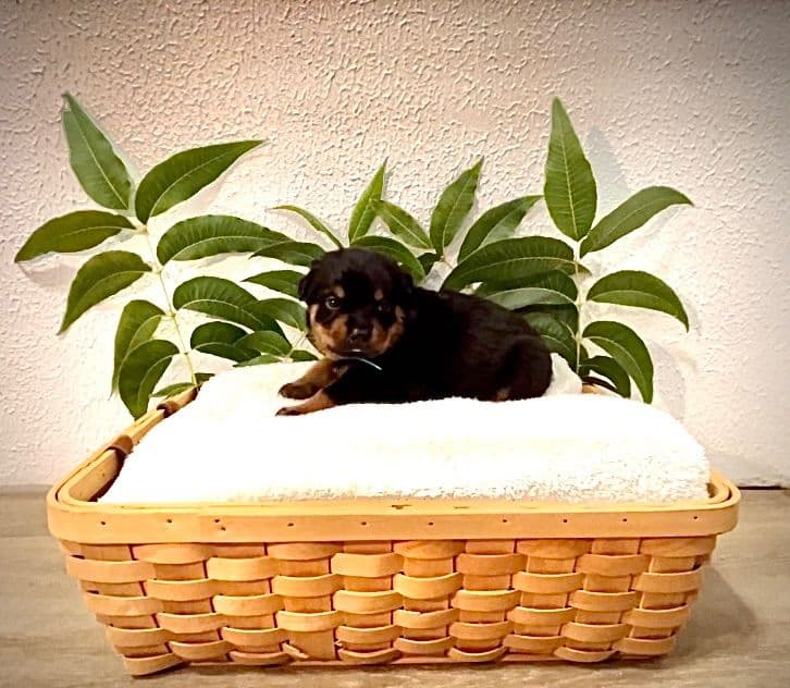 Rottweiler Puppies breeder image 1