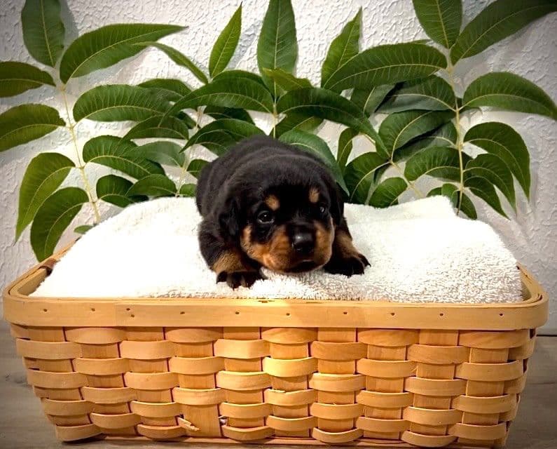 Rottweiler Puppies breeder image 3
