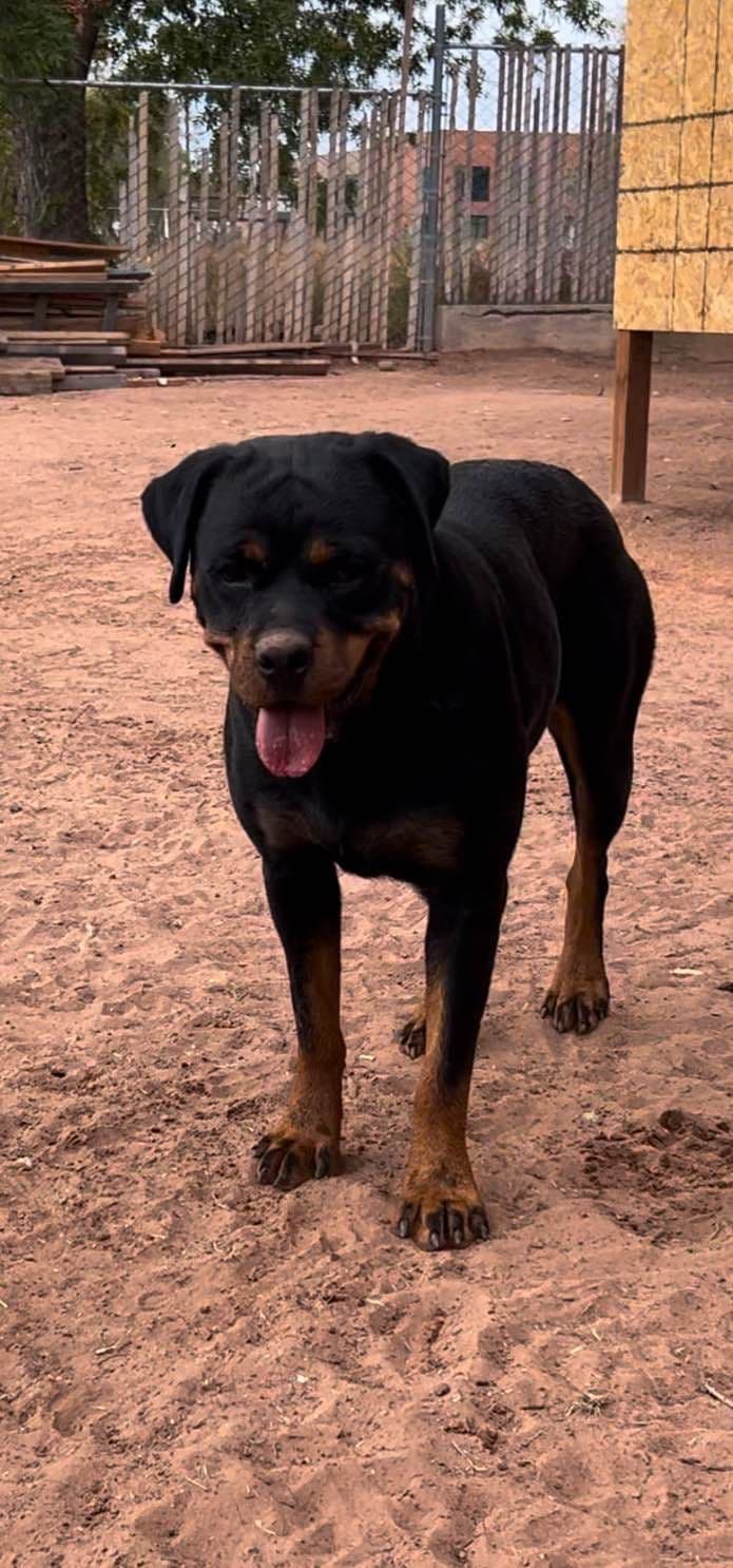 Rottweiler Puppies breeder image 5