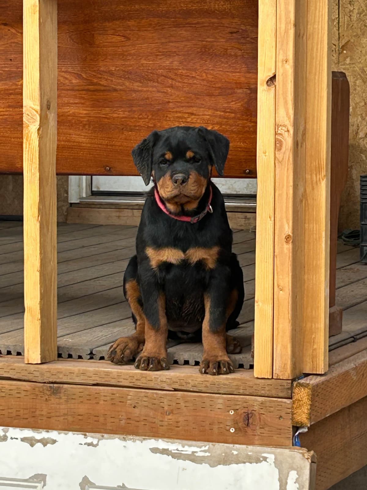 Rottweiler Puppies breeder image 7
