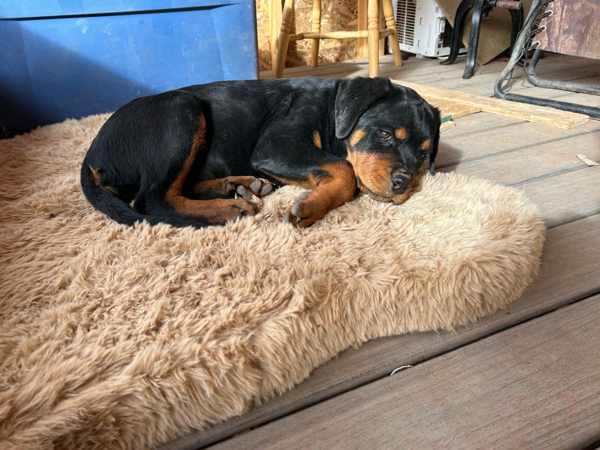 Rottweiler Puppies breeder image 8