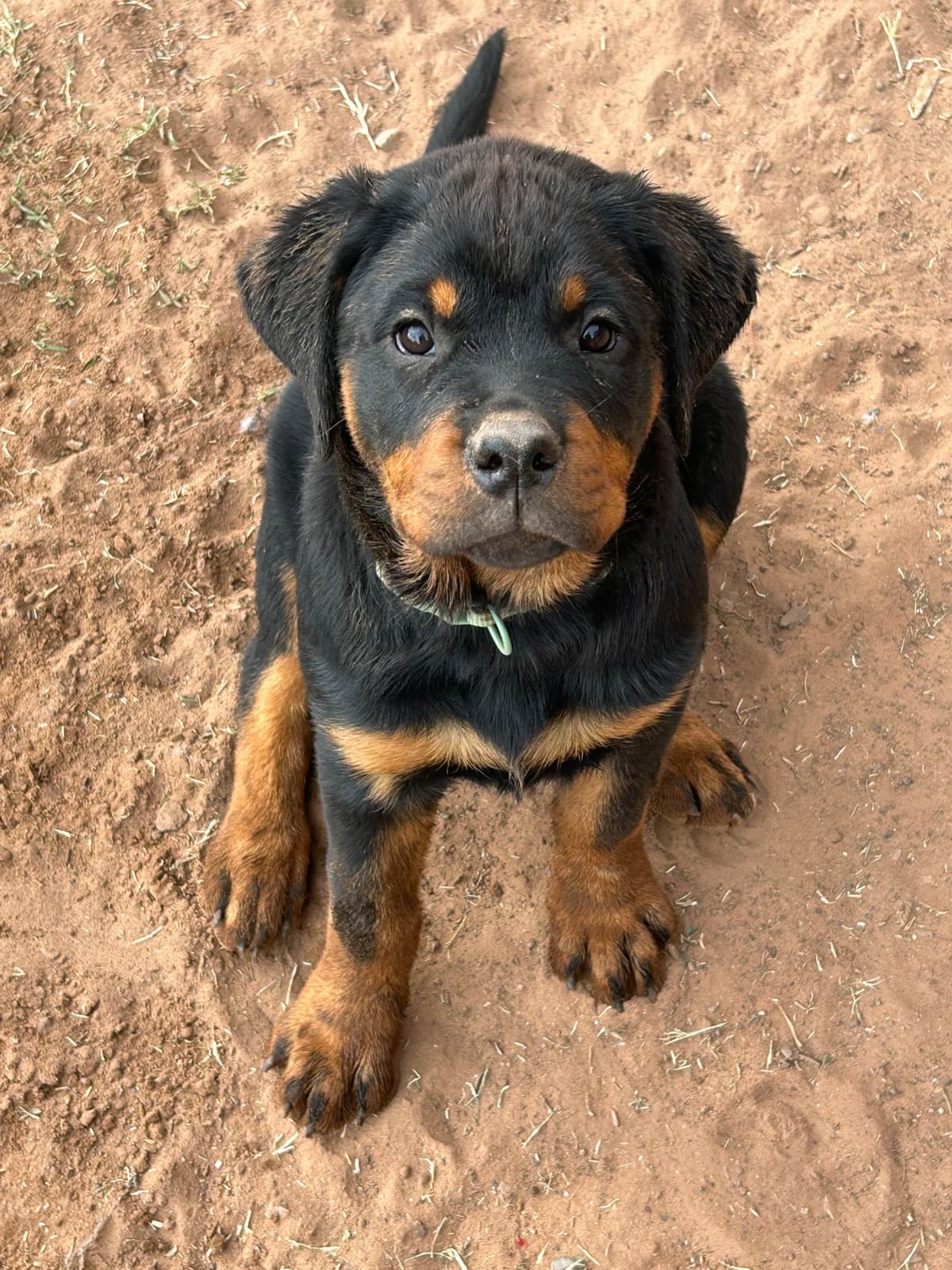 Rottweiler Puppies breeder image 9