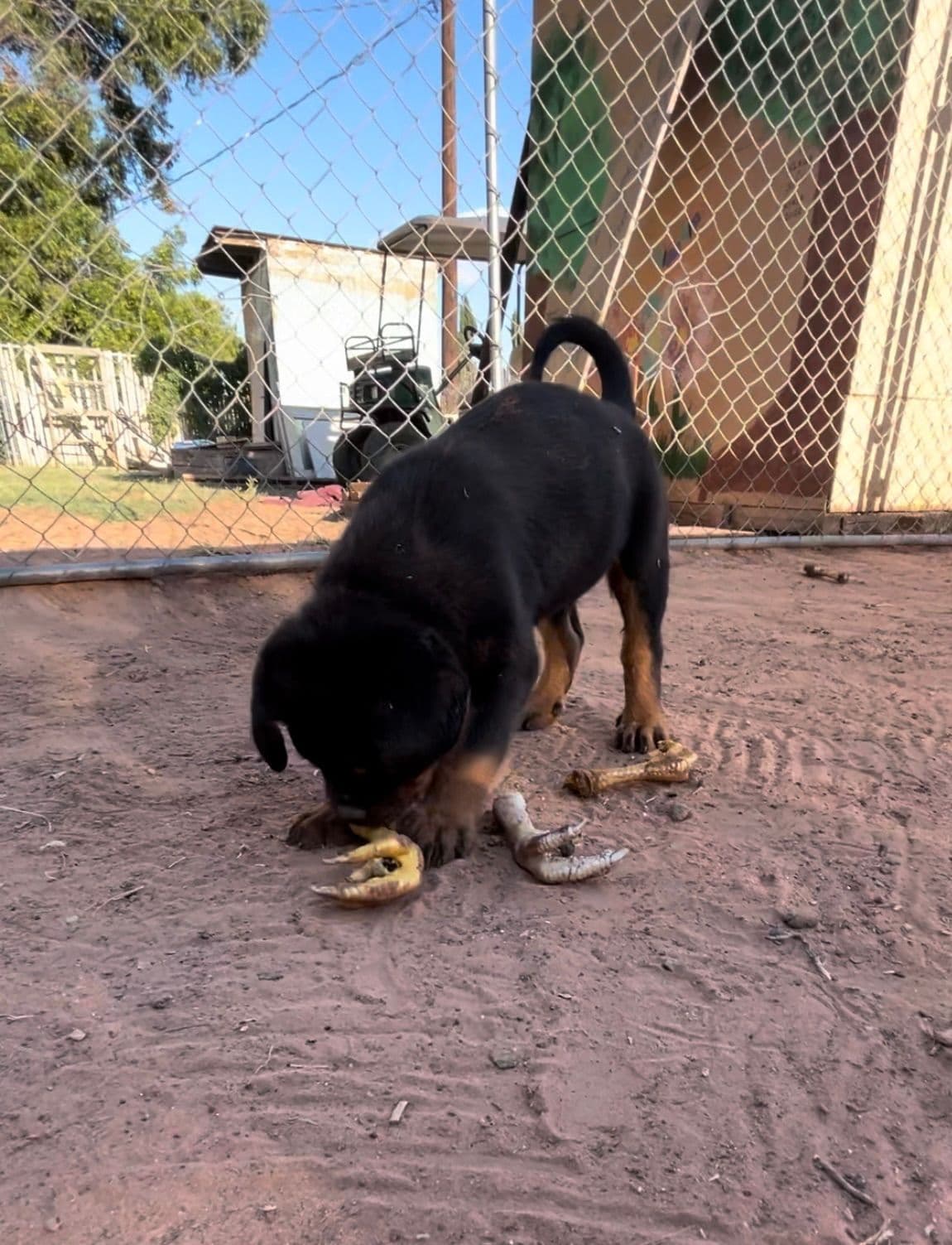 Rottweiler Puppies breeder image 11