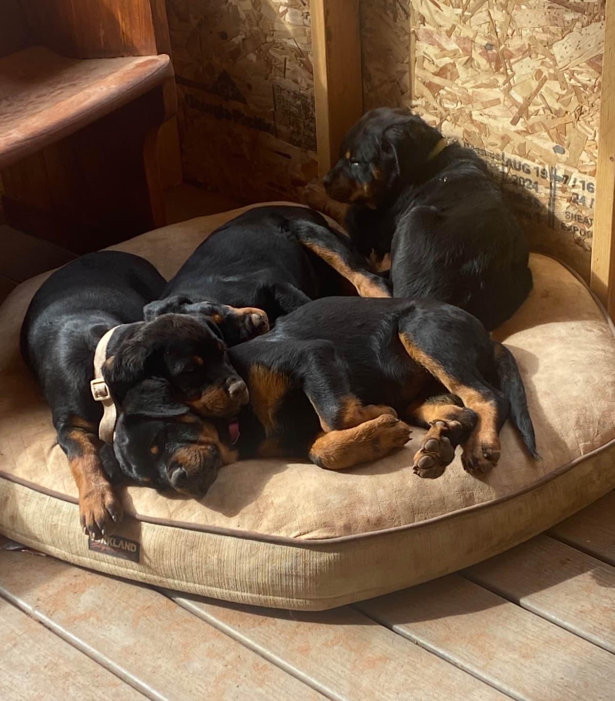 Rottweiler Puppies breeder image 12