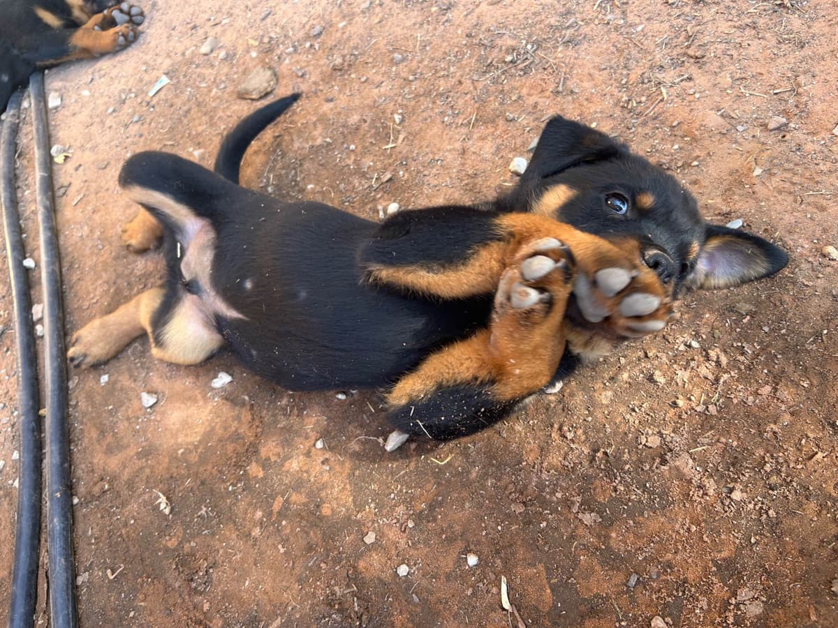 Rottweiler Puppies breeder image 13