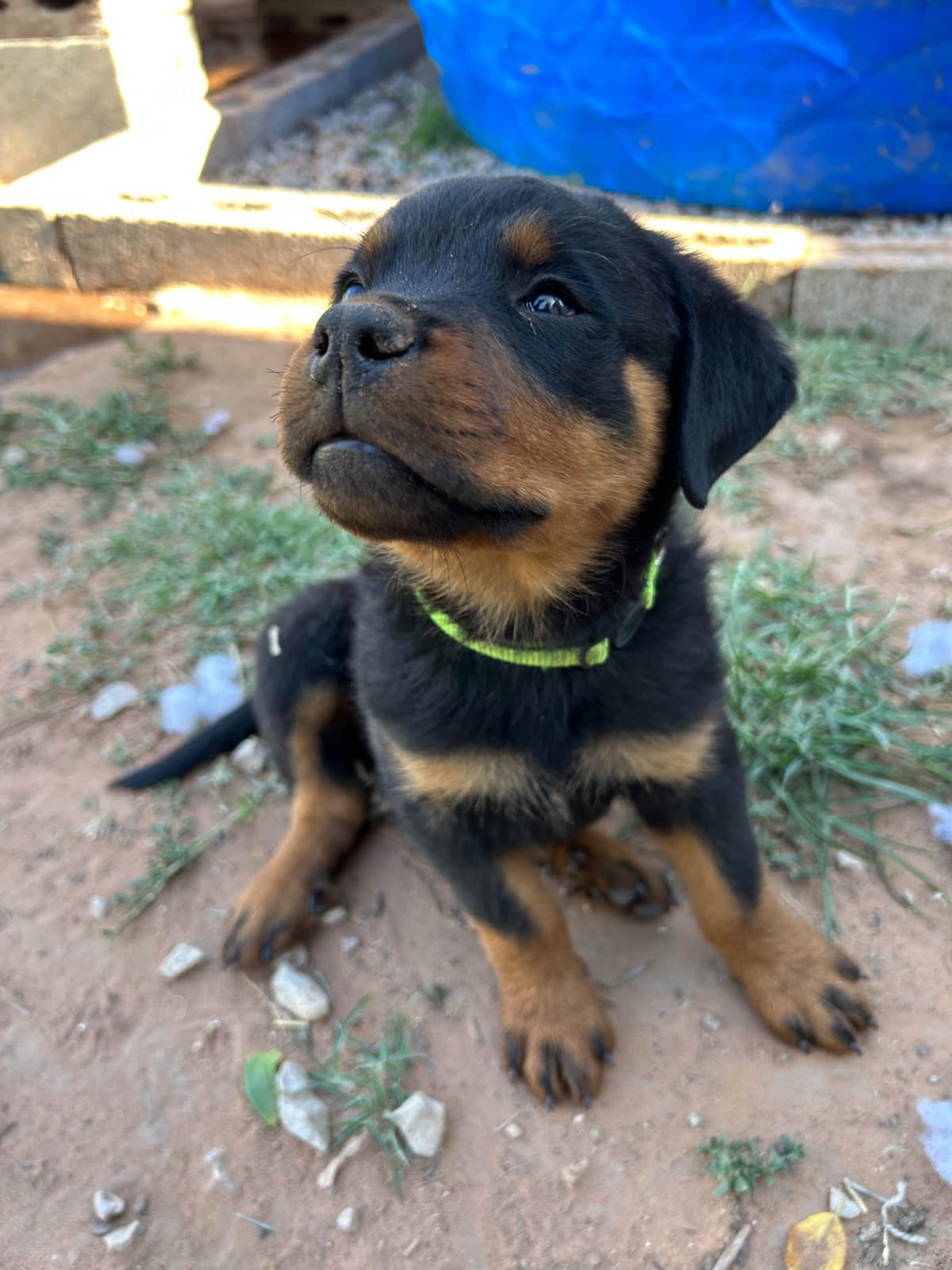 Rottweiler Puppies breeder image 17