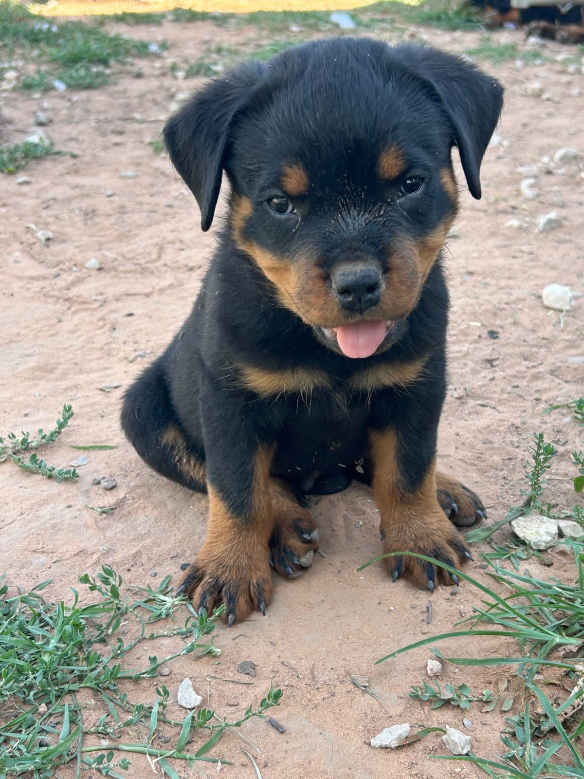 Rottweiler Puppies breeder image 20
