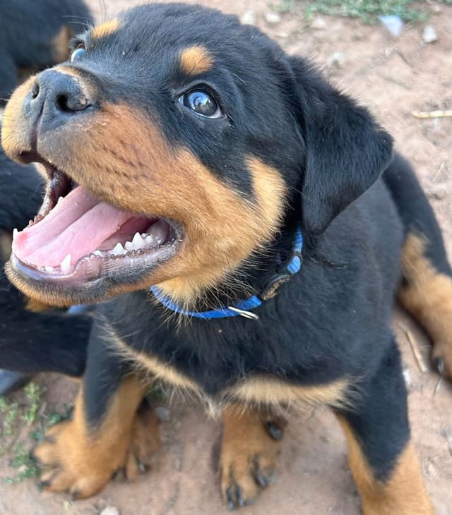 Rottweiler Puppies media 2