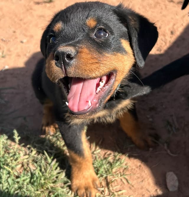 Rottweiler Puppies media 3