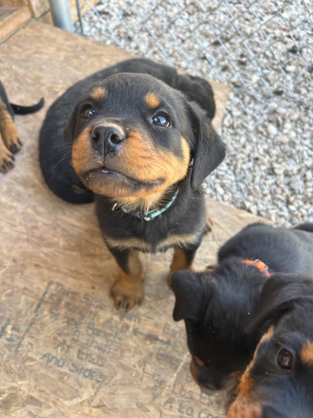 Rottweiler Puppies media 4