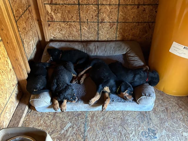 Rottweiler Puppies media 5