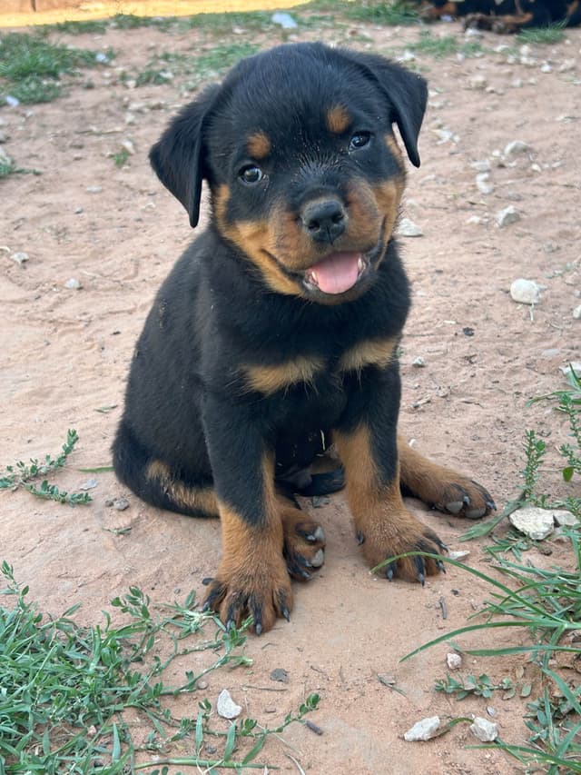 Rottweiler Puppies media 6