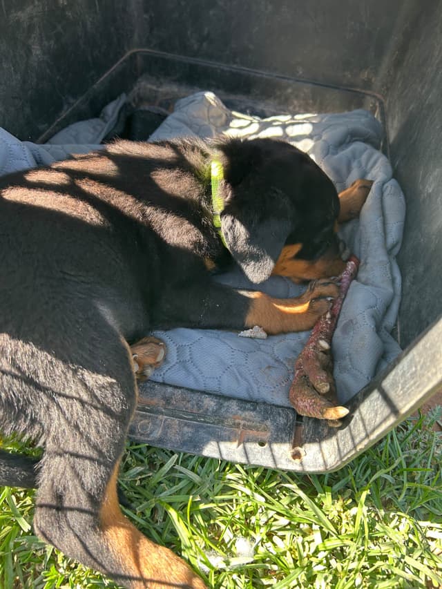 Rottweiler Puppies media 7