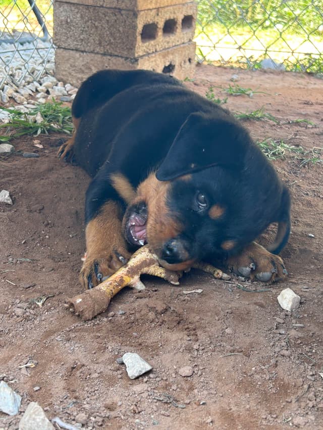 Rottweiler Puppies media 8