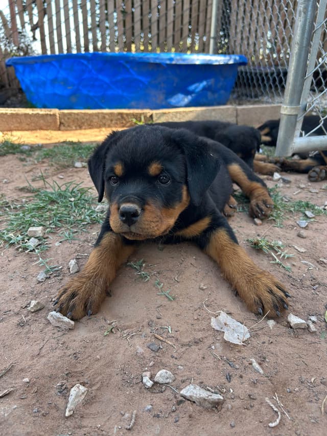 Rottweiler Puppies media 9