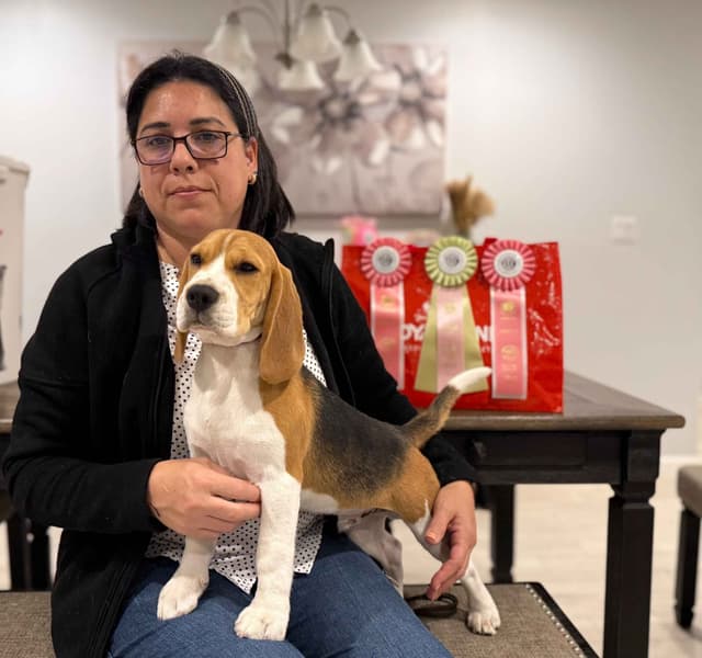 15" Male Beagle Puppy media 2