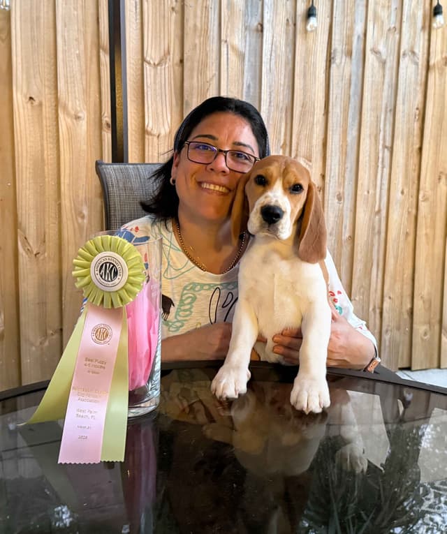 15" Male Beagle Puppy media 3
