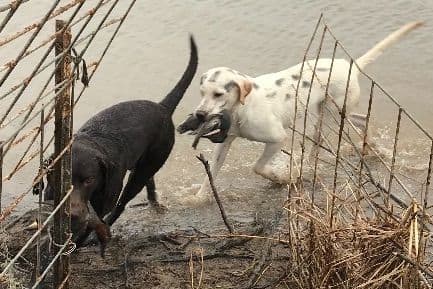 Labrador Retriever Puppies breeder image 2