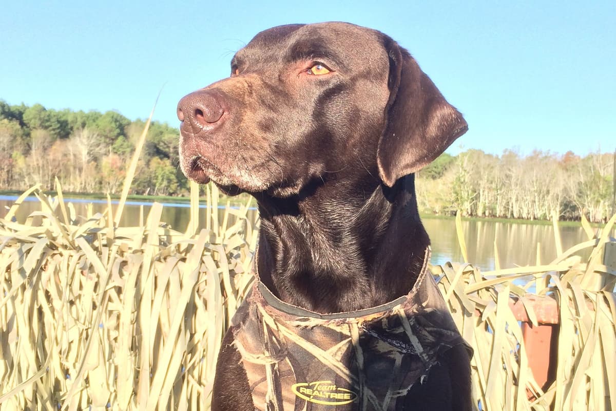 Labrador Retriever Puppies breeder image 1