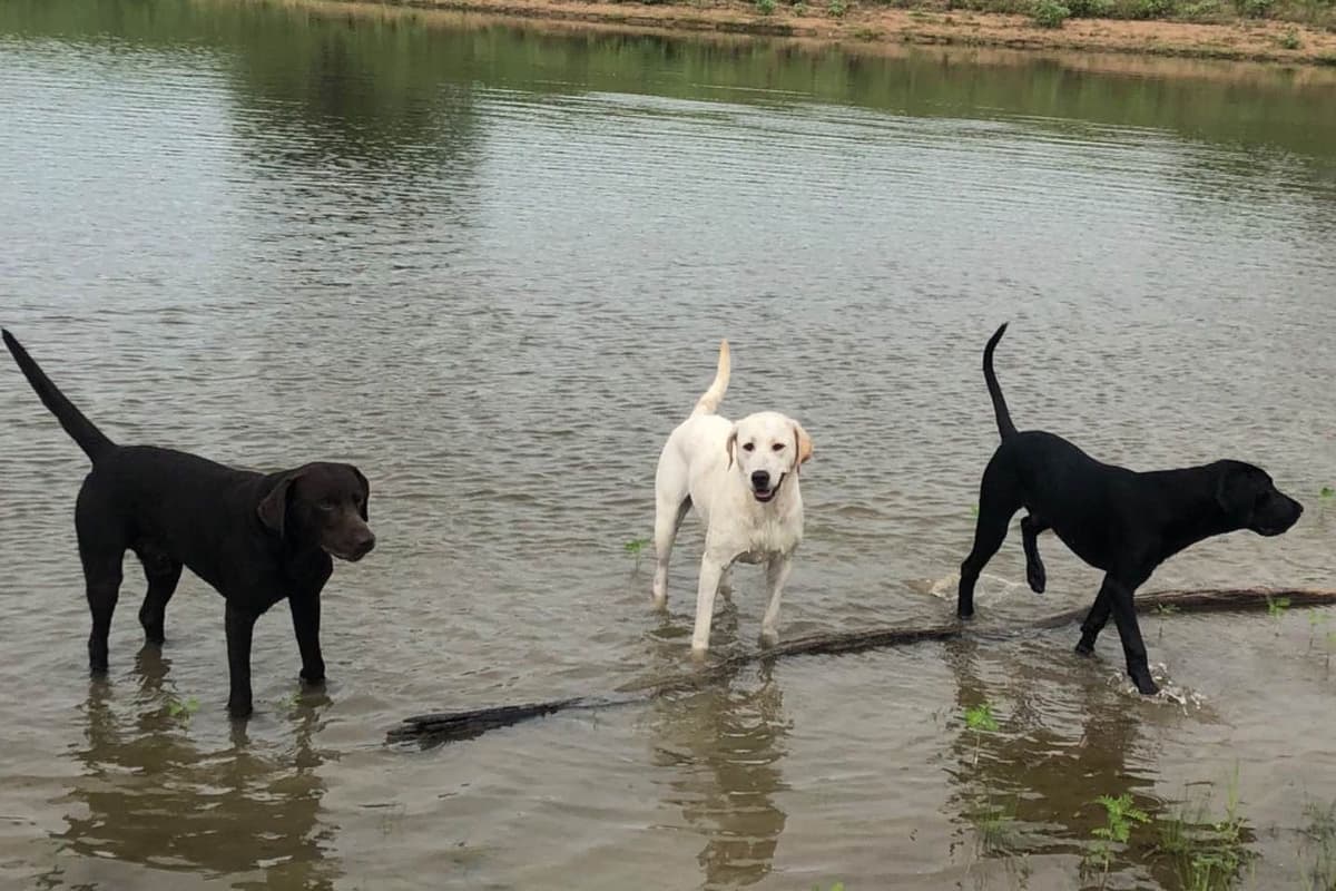 Labrador Retriever Puppies breeder image 4