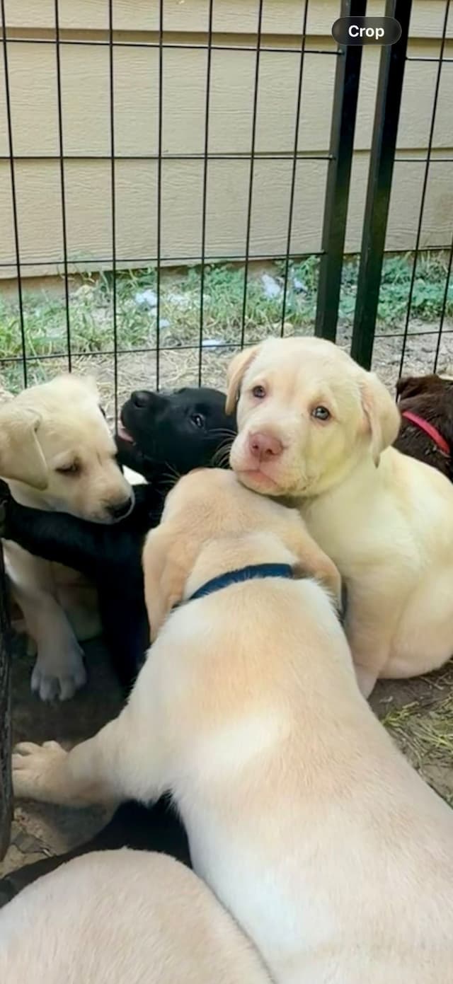Labrador Retriever Puppies media 8