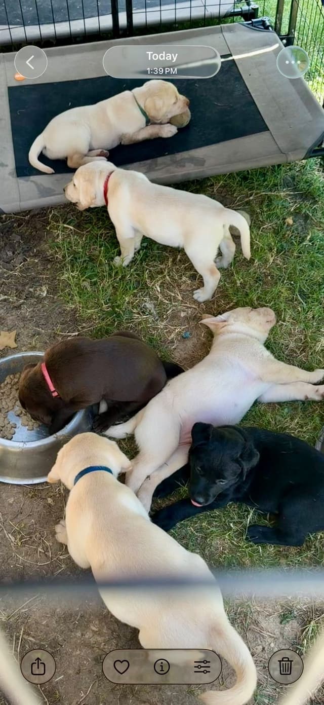 Labrador Retriever Puppies media 9