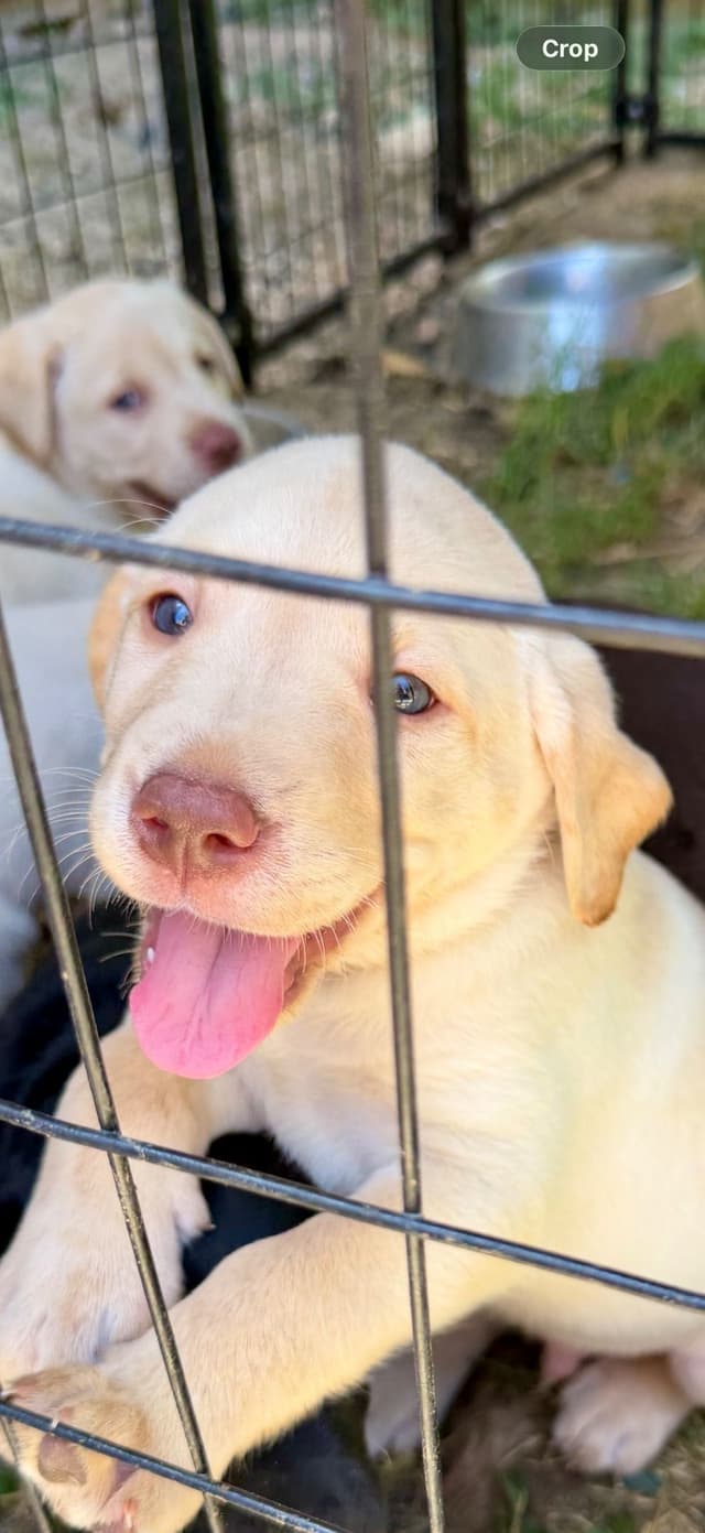 Labrador Retriever Puppies media 10
