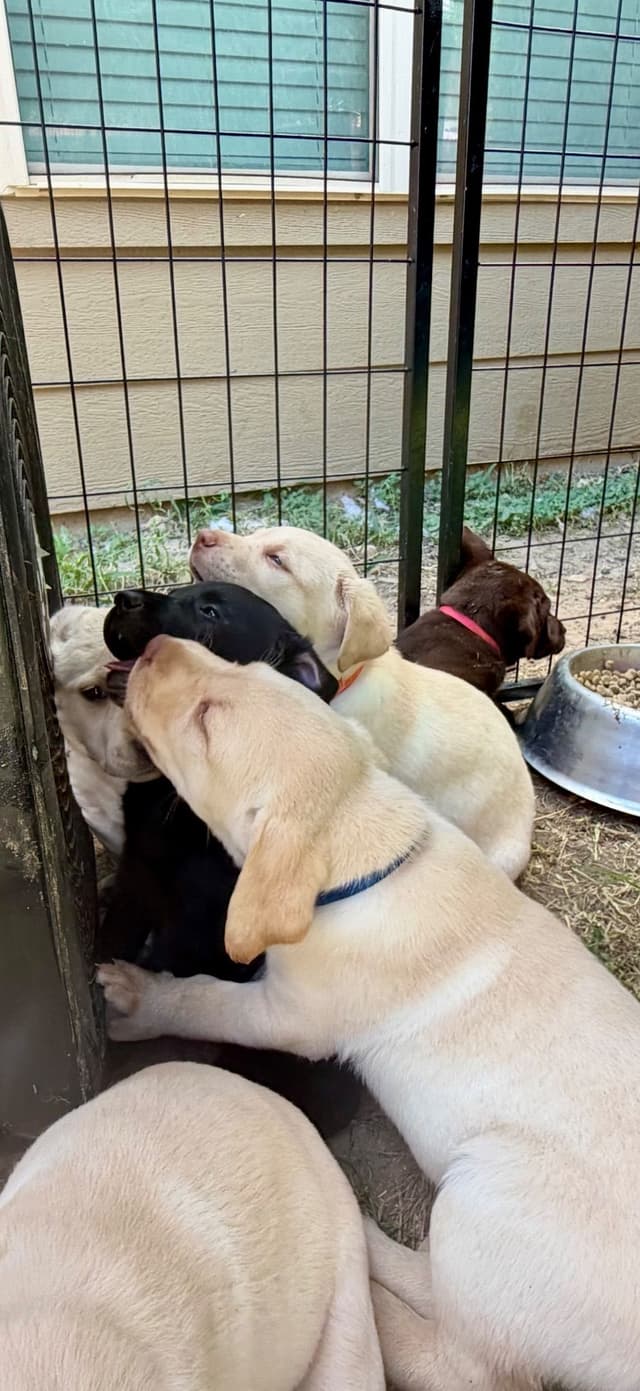 Labrador Retriever Puppies media 11