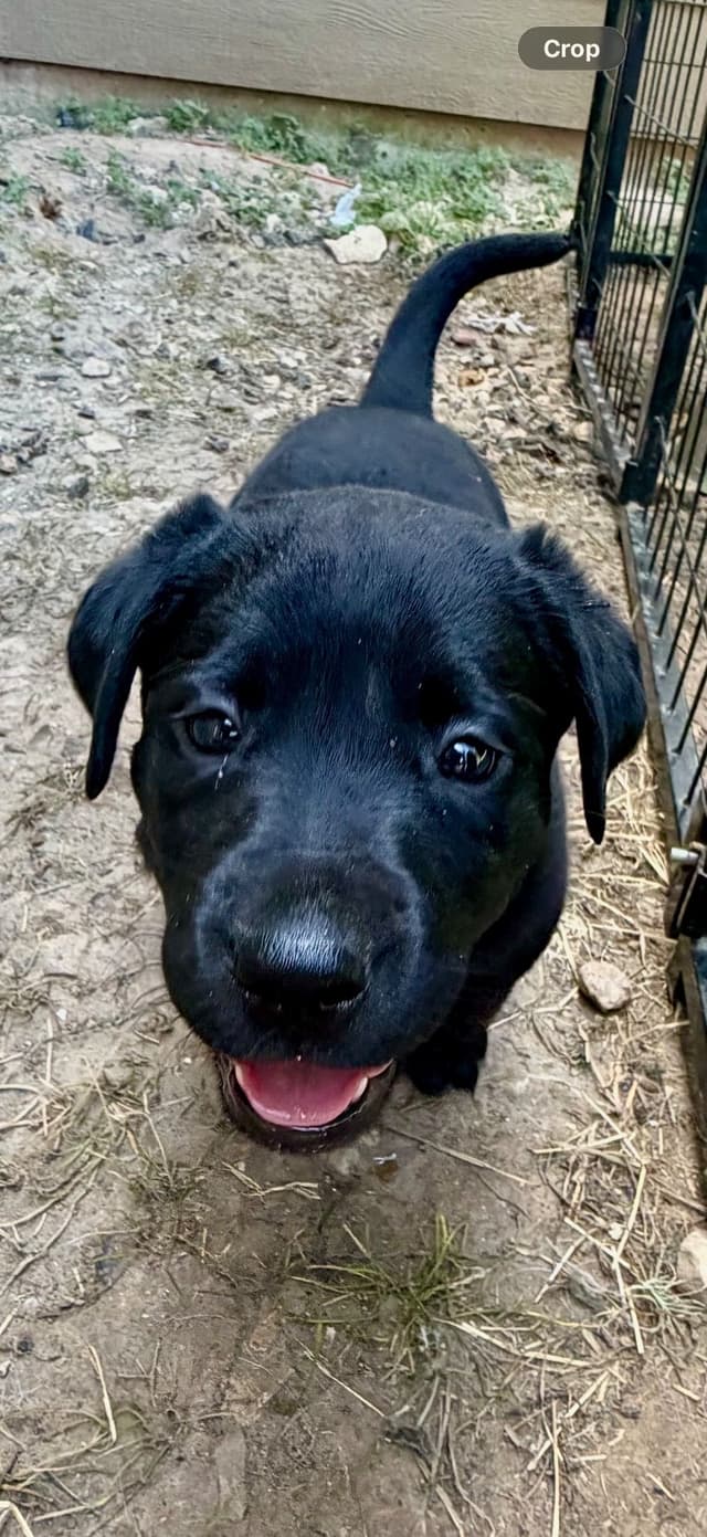 Labrador Retriever Puppies media 12
