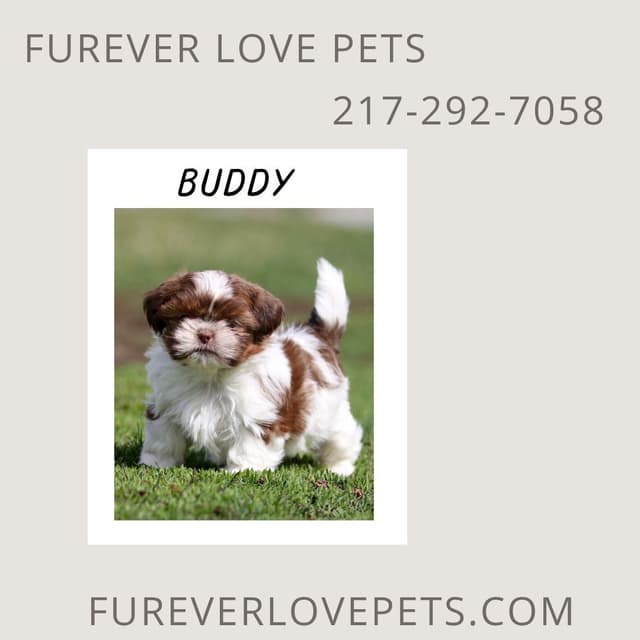 Shih Tzu Puppies media 2