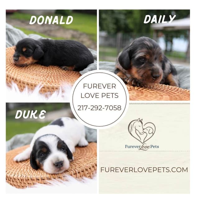 Dachshund Puppies media 3