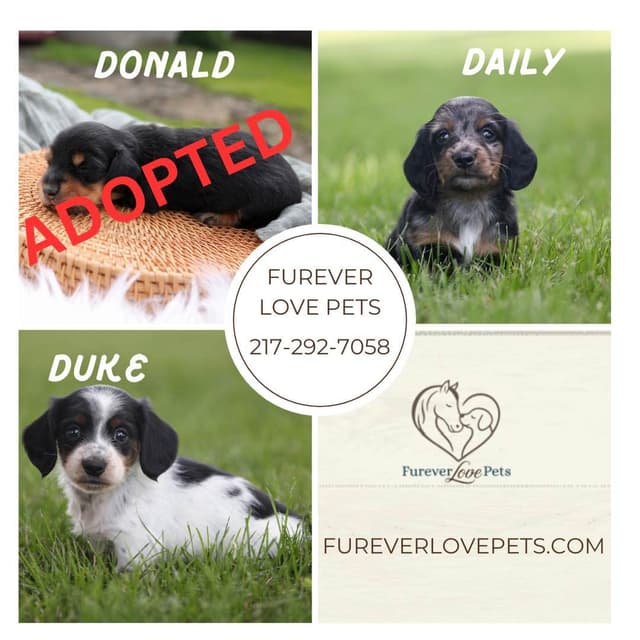 Dachshund Puppies media 2