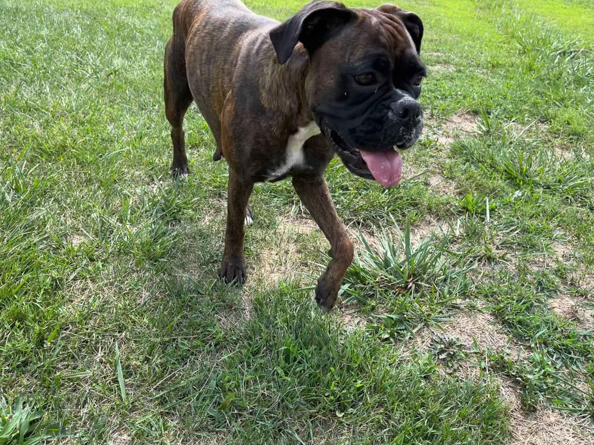 1 Female Now Available breeder image 1