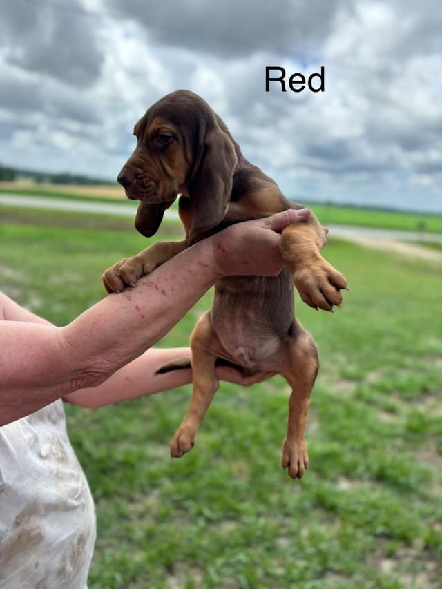 Bloodhound Puppies media 2
