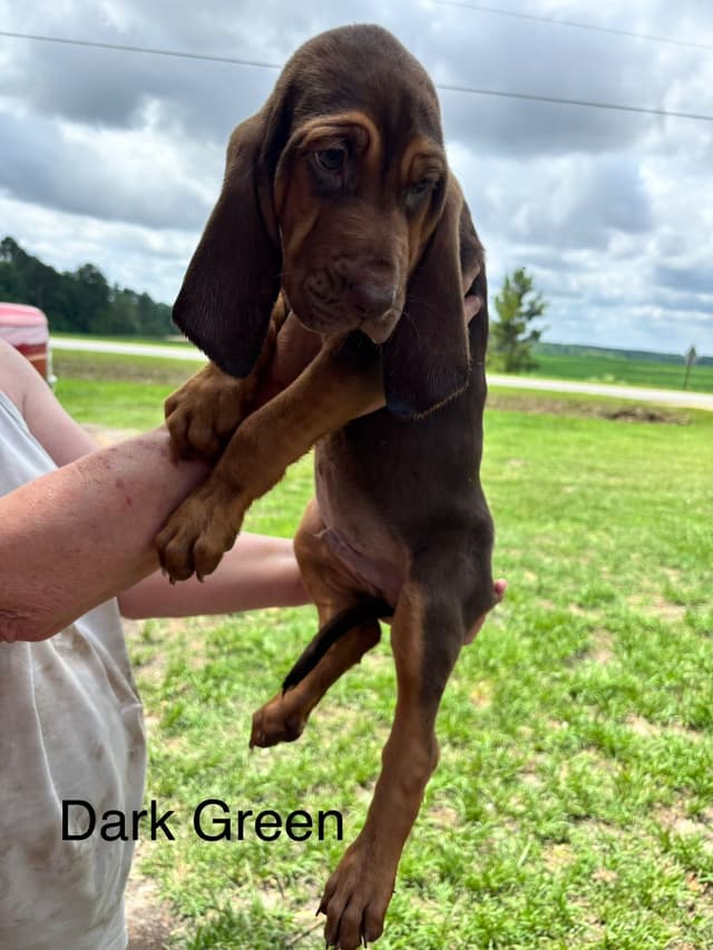 Bloodhound Puppies media 6