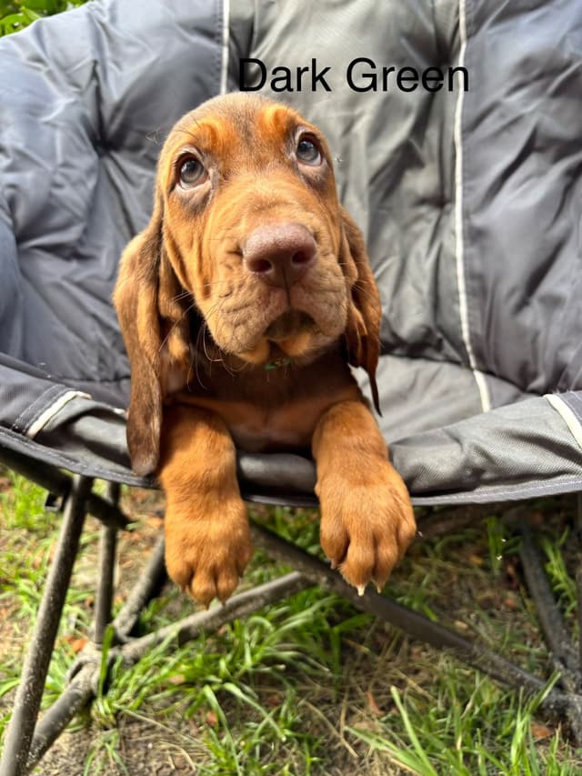 Bloodhound Puppies media 7