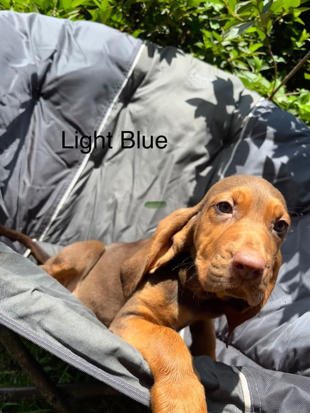 Bloodhound Puppies media 10