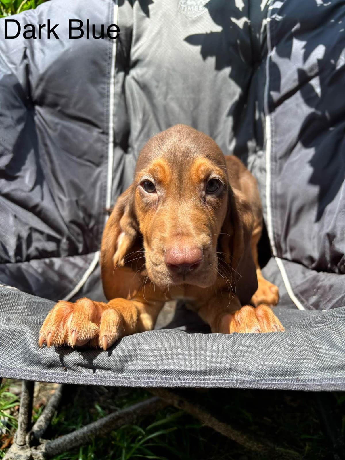 Bloodhound Puppies breeder image 1