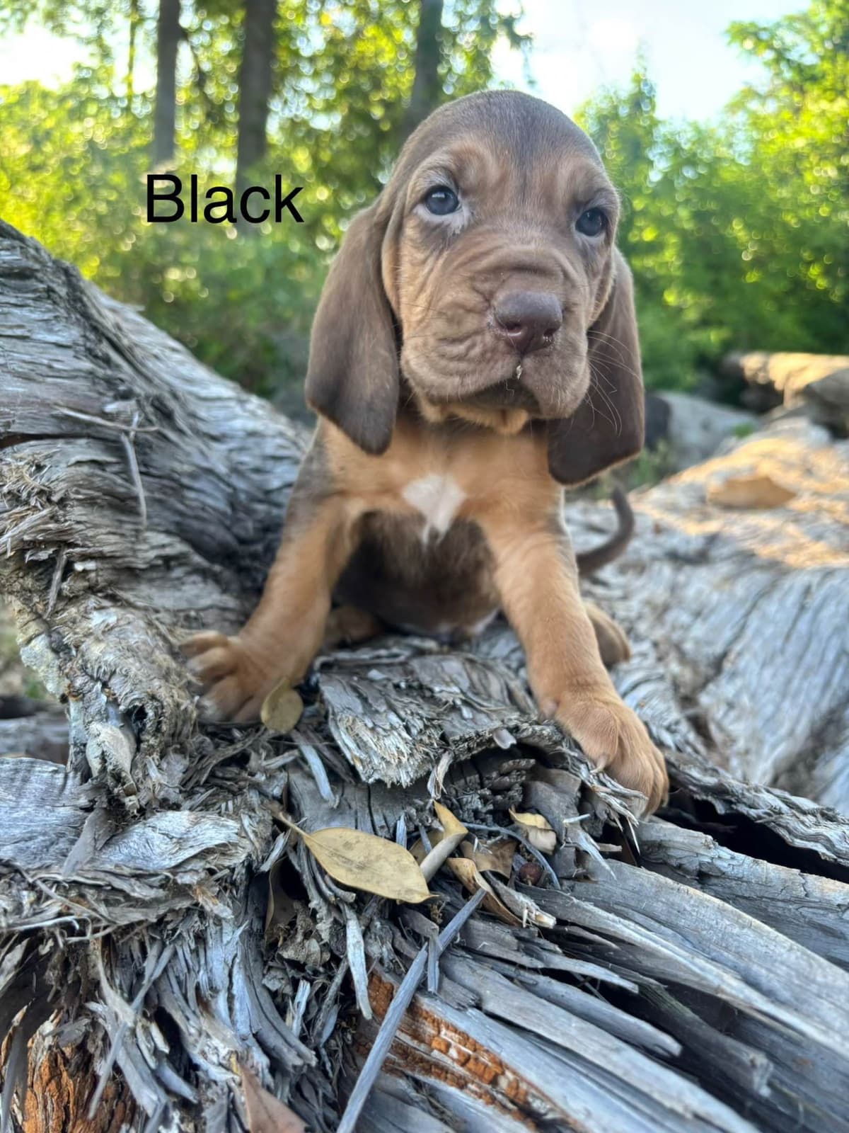 Bloodhound Puppies breeder image 2