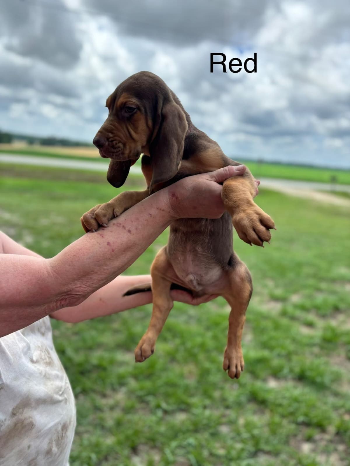 Bloodhound Puppies breeder image 3